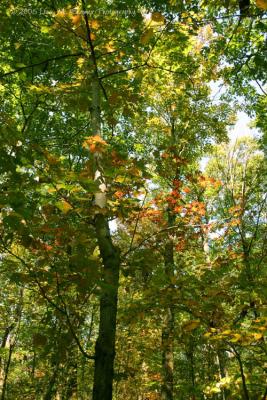 Canopy