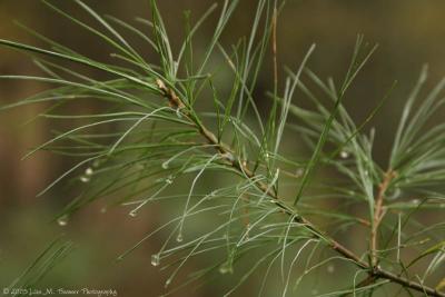 Pine After Rain