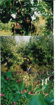 apple picking.jpg