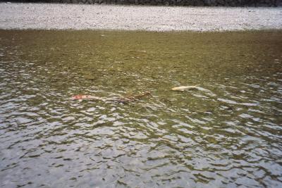 015_12A.JPG