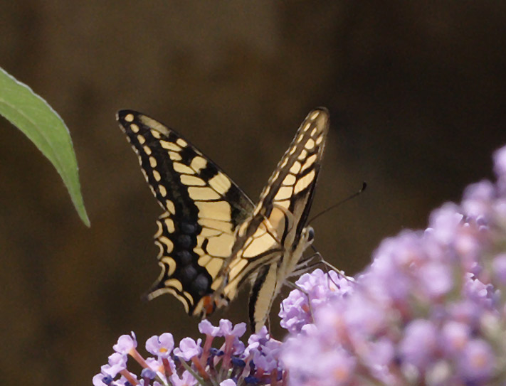 Machaon