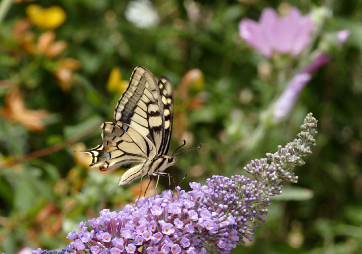 Machaon