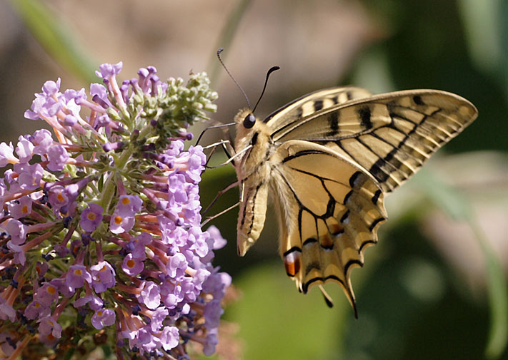 machaon