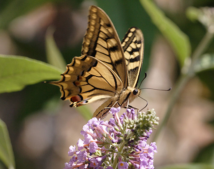 machaon