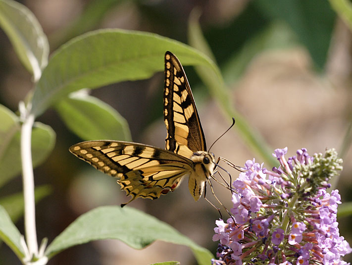 machaon