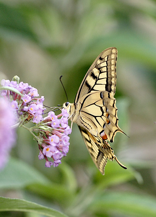 machaon
