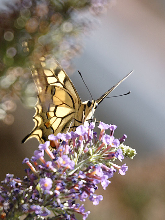 le Machaon