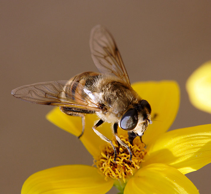 syrphe