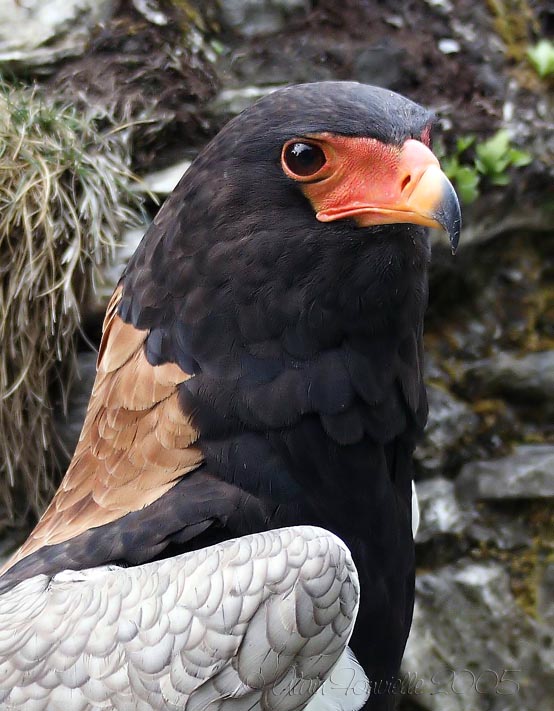 L aigle bateleur