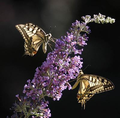 le Machaon