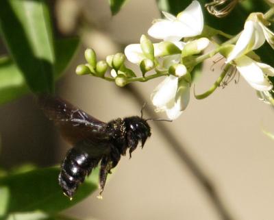 abeille charpentire