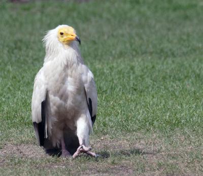 vautour percnoptre