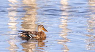 Canard Souchet