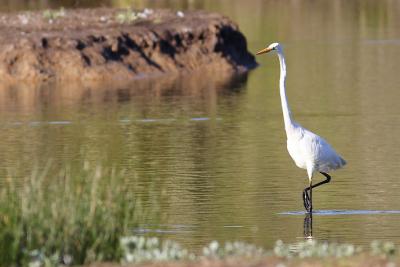 Grande aigrette
