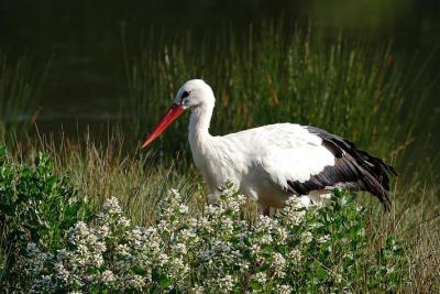 Cigogne