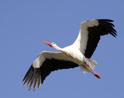 Cigogne