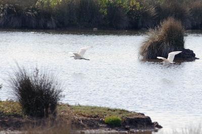 Aigrette garzette