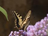 Machaon