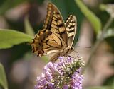 machaon