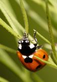 coccinelle