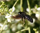 abeille charpentire