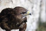 Buse variable