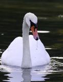 Cygne tubercul