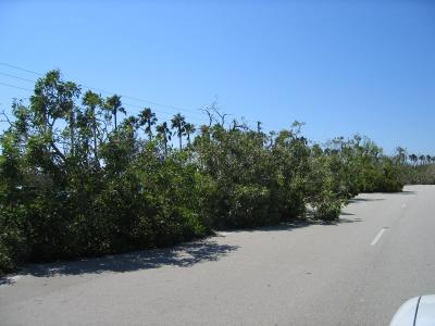 IMG_0660.JPG