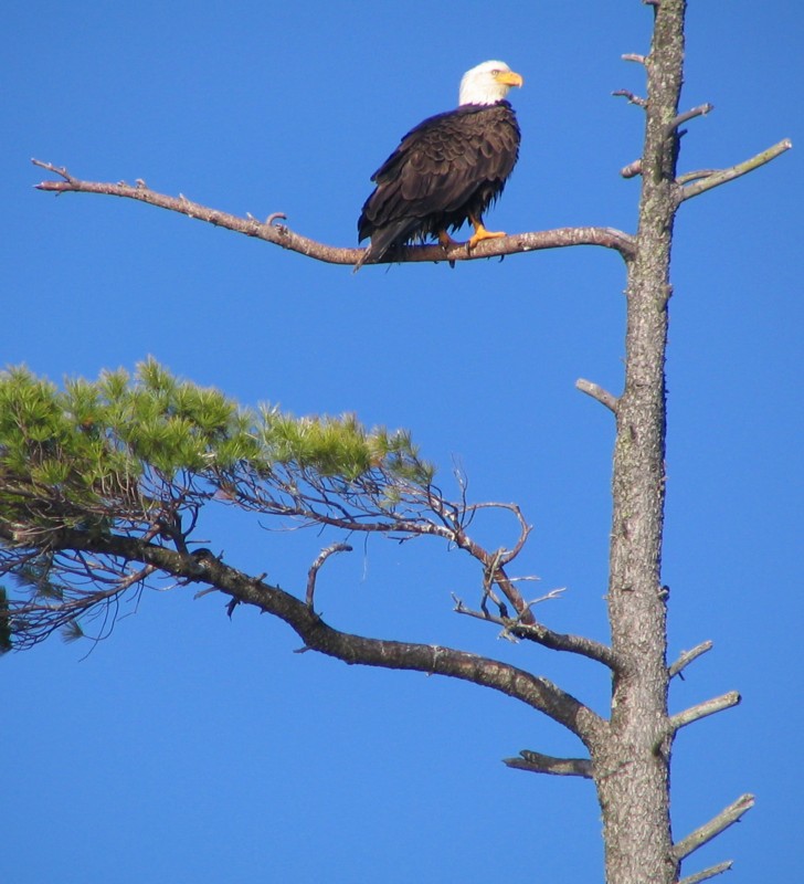 another eagle