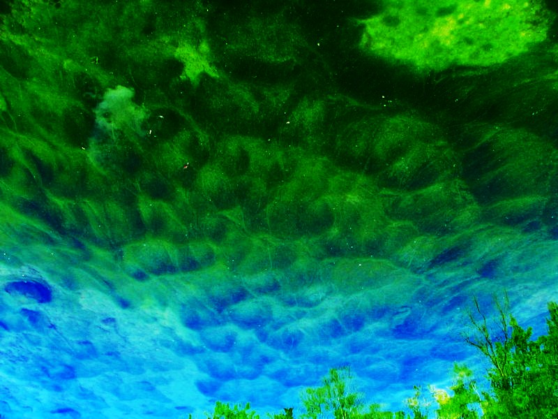 aurore boréale sur fond d'algues