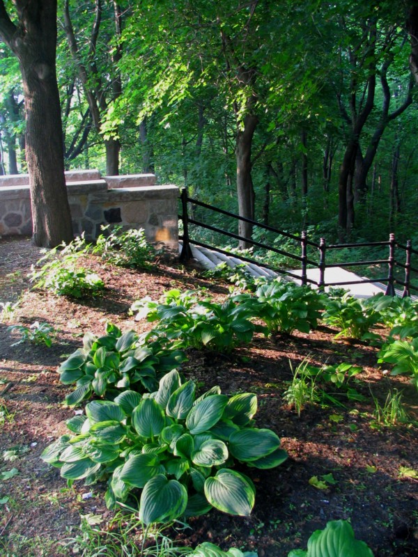 escalier en sous bois