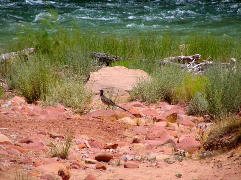 lees ferry's roadrunner