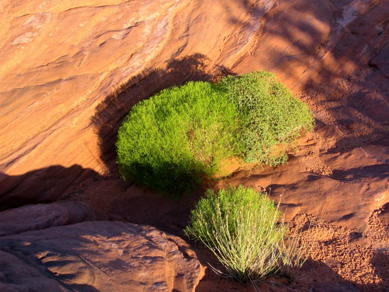 Plante , Arizona