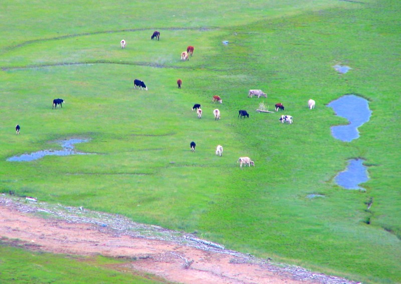 vaches sur la batture  Baie St-Paul