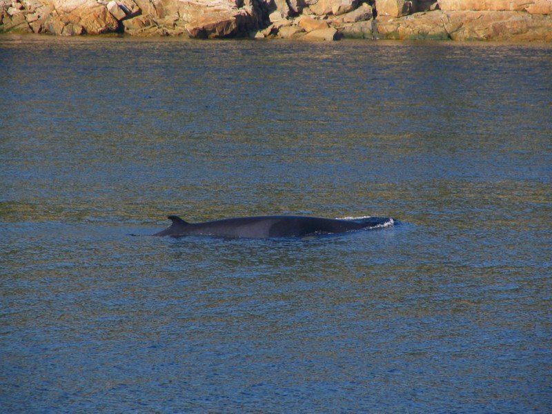 le rorqual