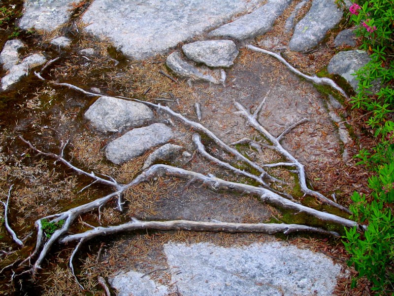racines et roches