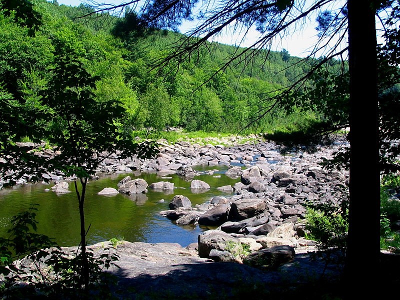 le sous bois