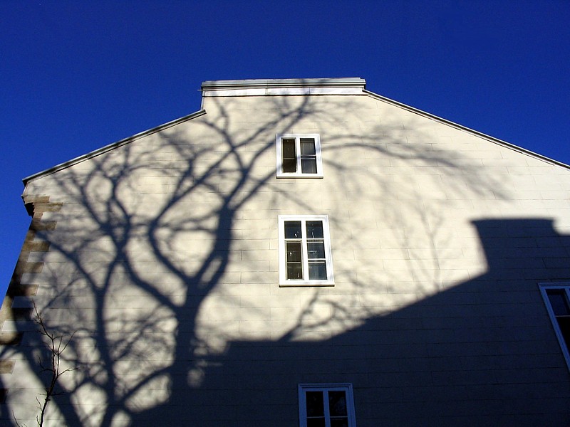 l'arbre sur fond blanc