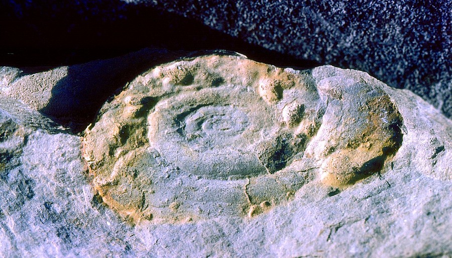 Ammonite