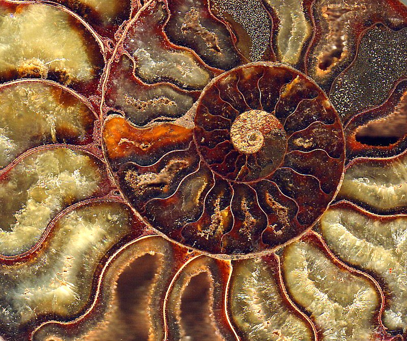 Ammonite crystaline
