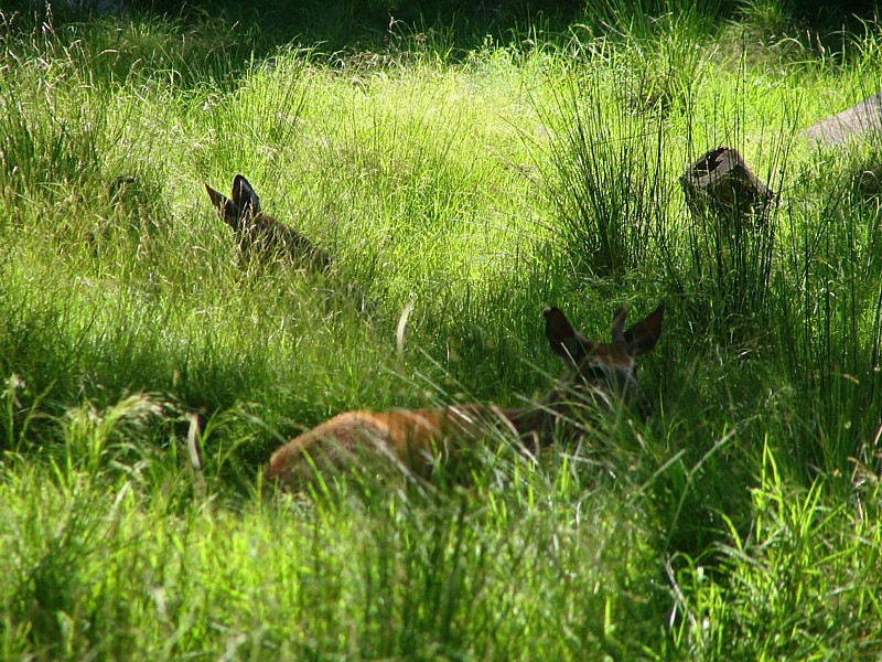 dans les herbes hautes