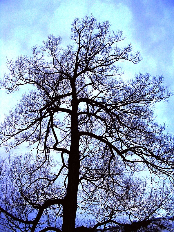 l'arbre en hiver