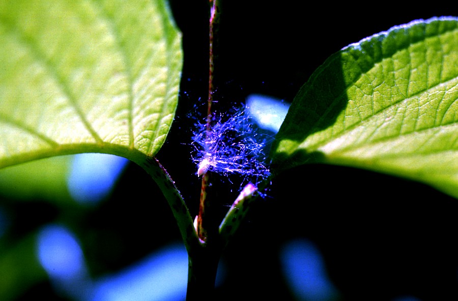 la mousse blanche et les deux feuilles