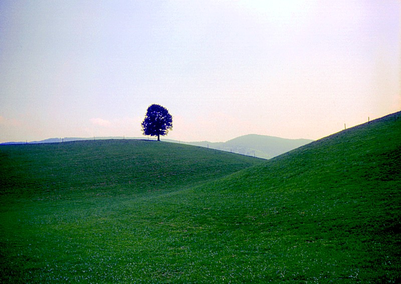 l'arbre