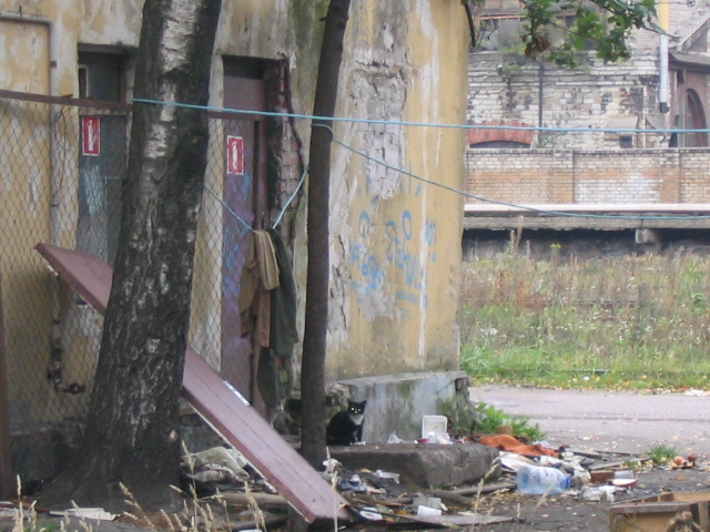 Cat in the middle of the ruins (Tallin-Estonia)