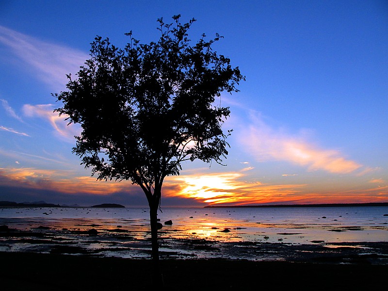 l'arbre au coucher de soleil, Rimouski