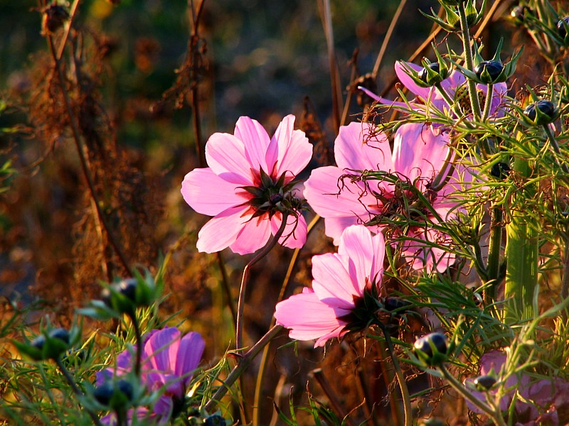 fleurs  contrejour