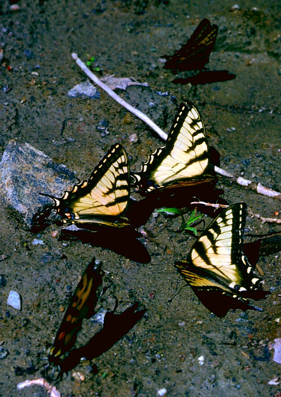 Papilio glaucus assoiffs