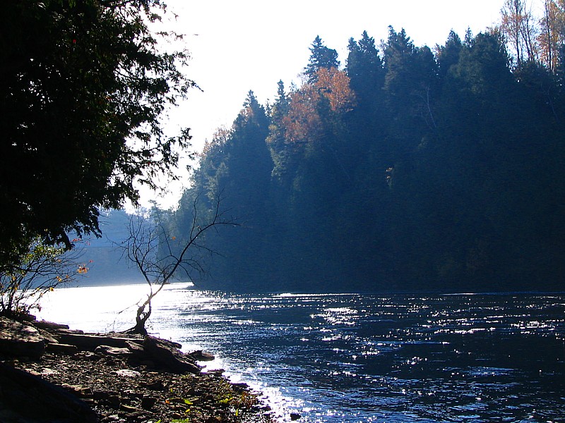 larbre au bord de la rivire