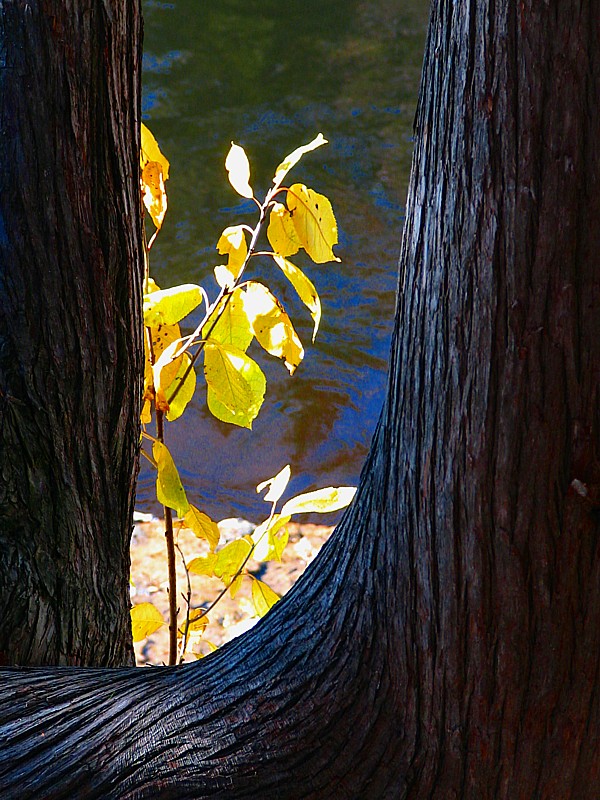 la branche entre les arbres